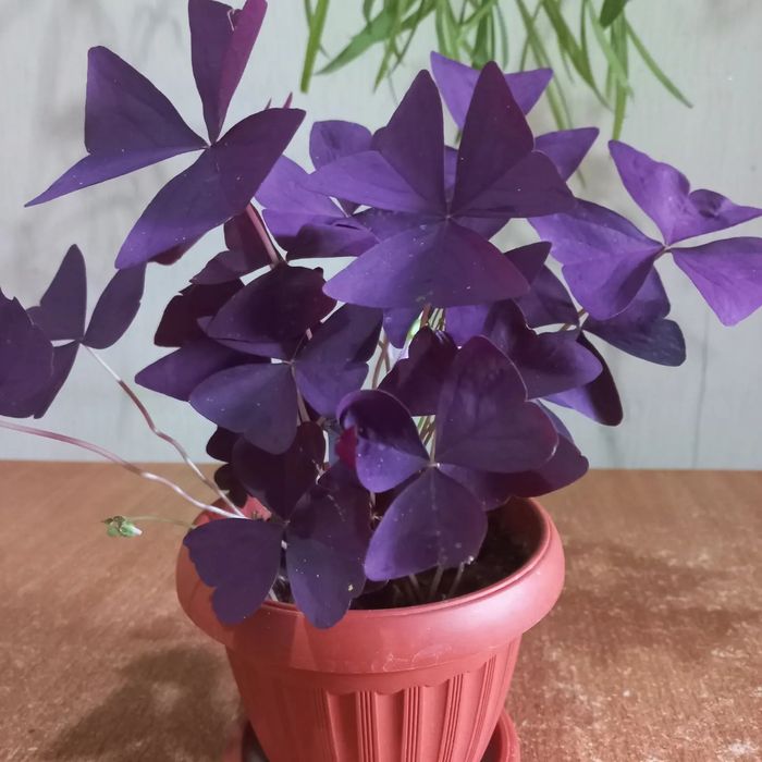 Продам комнатные цветы.