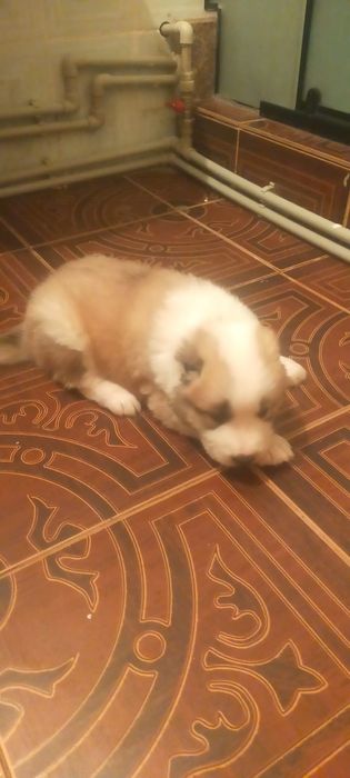 Продам щенка Алабая месяц ей сучка