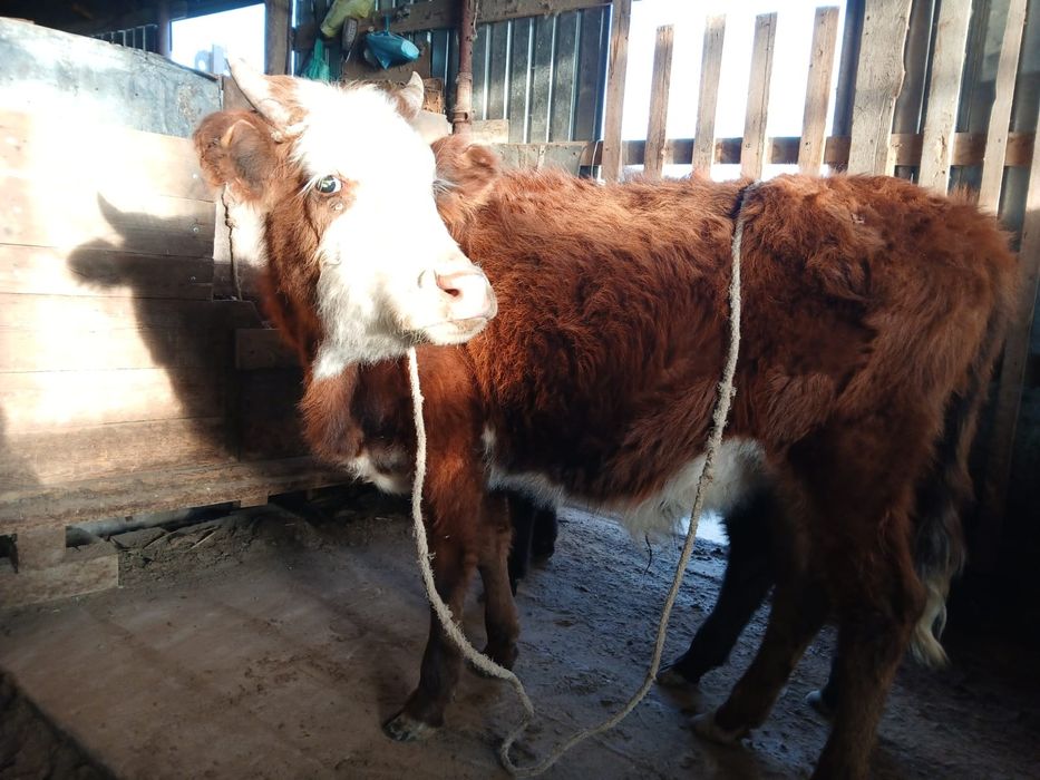 Баспақтар сатылады