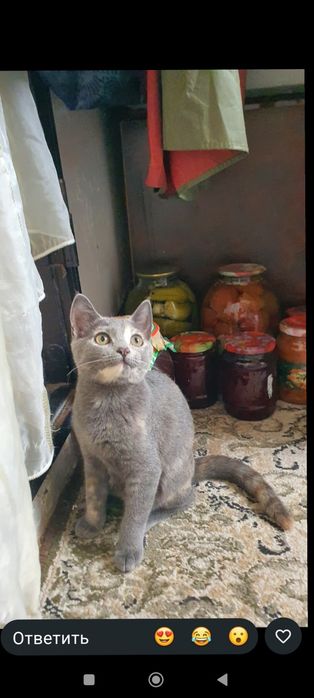 Отдат котят в хорошие руки