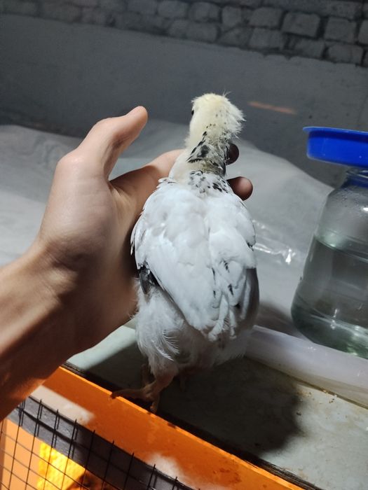 Adler toza zot rassiya liniya sotiladi