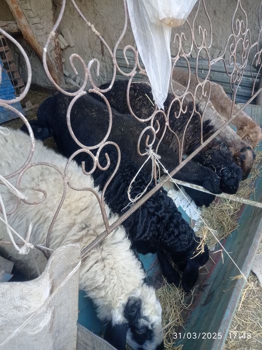 Quylar sotiladi ona bola