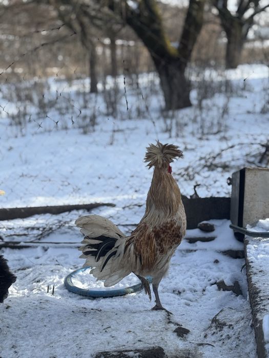 Cocosi paduana motata olandeza