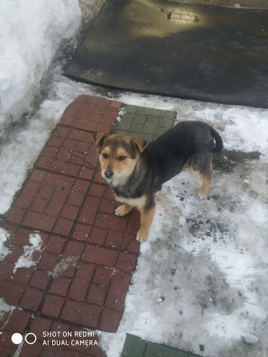 Собачка для охраны