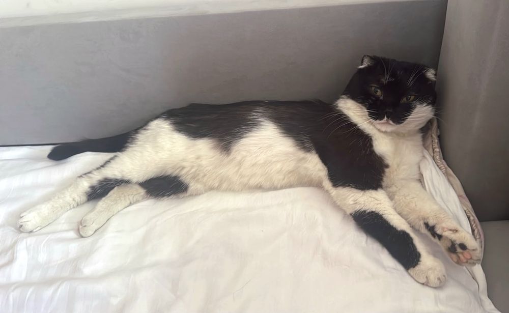 В хорошие руки котика