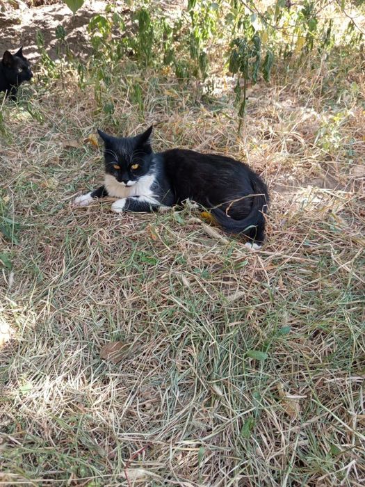 Отдам даром котов и котёнка