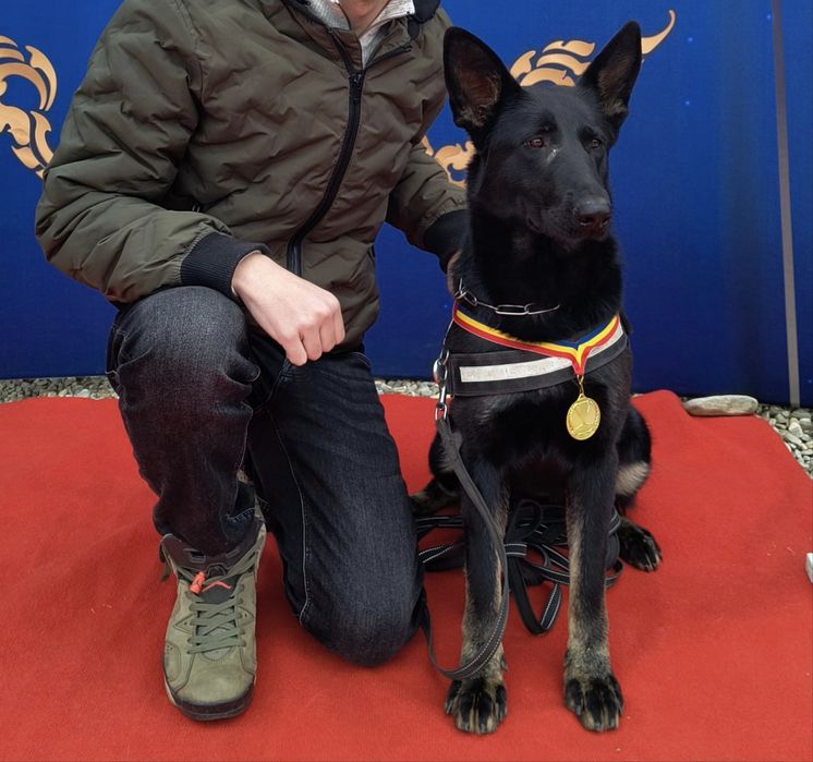Femela Ciobanesc german, pedigree, 1,8 ani