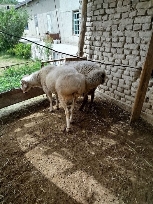 qochqor sotiladi