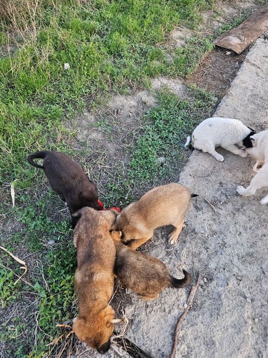 Щенки в Атырау в добрые руки