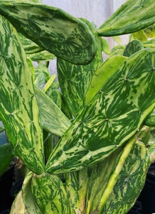 Opuntia cochenillifera variegata