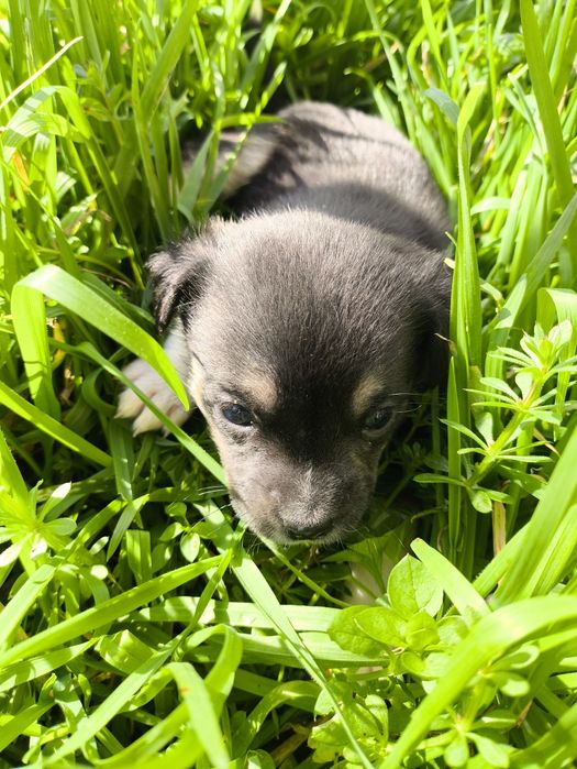 Четирима красавици си търсят дом