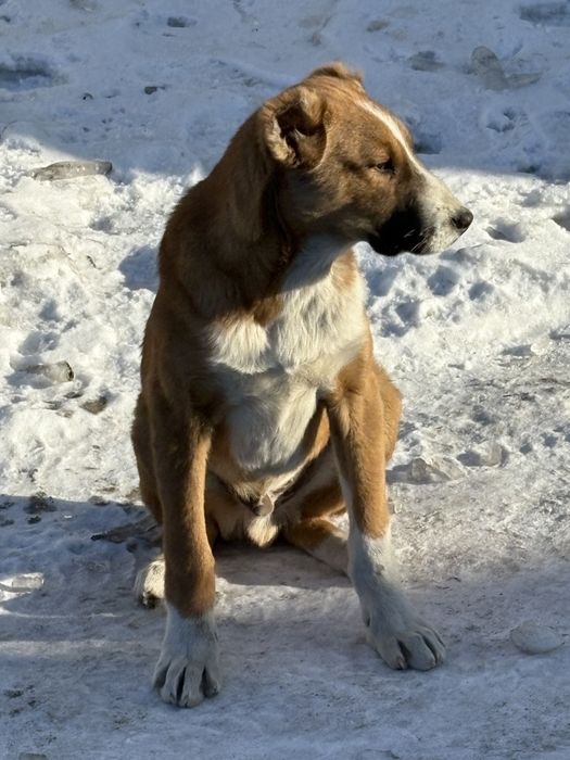 Алабай щенок [тобет]