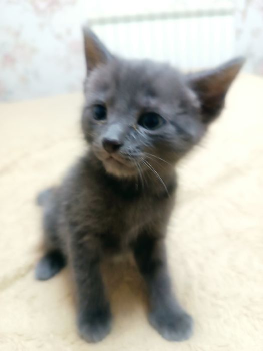 Отдам котят в добрые руки