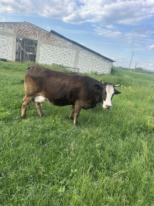 Vaca de prasila foarte cuminte !