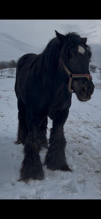 Armasar pentru monta sau vanzare