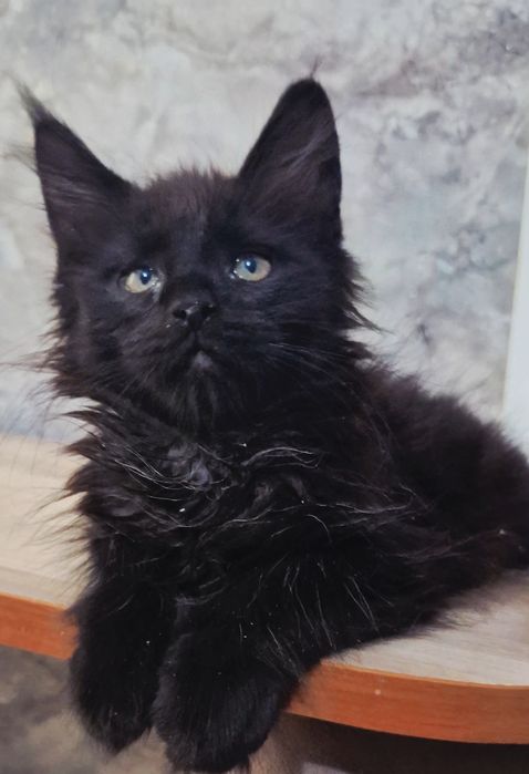 Котята породы Мейн-кун