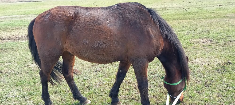 Ат сатылады мынгы жуас