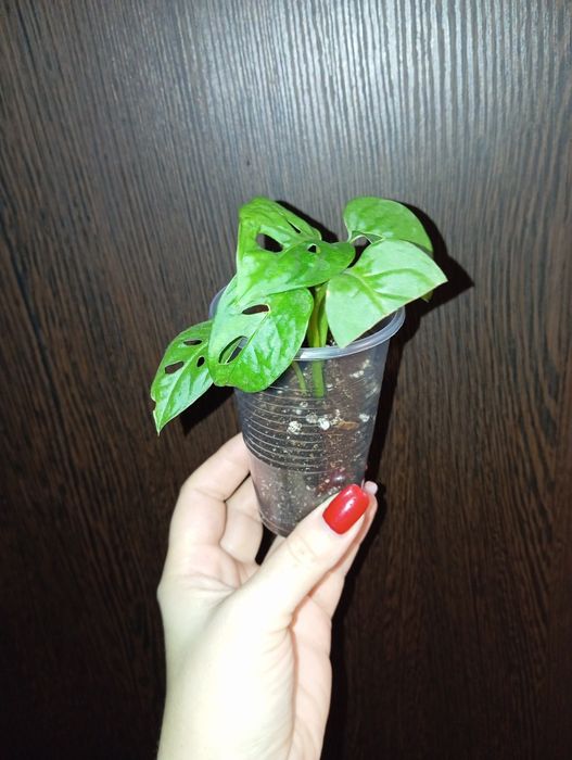 Монстера Манки Адансон