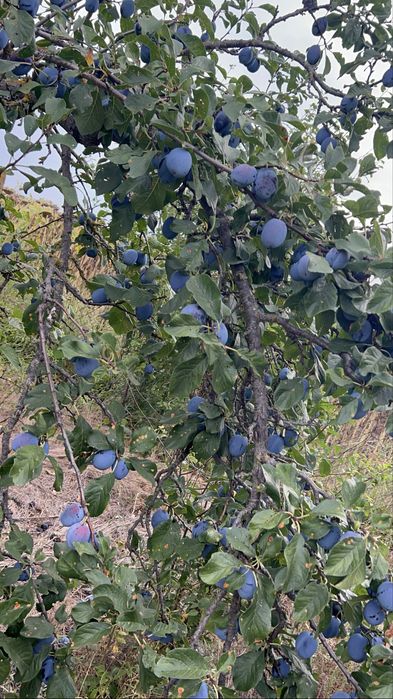 Prune de tuica sau palinca