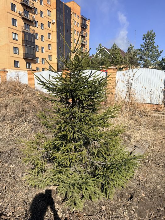 Натуральные Ели разных размеров