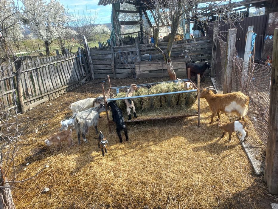 capre cu iezi de vânzare