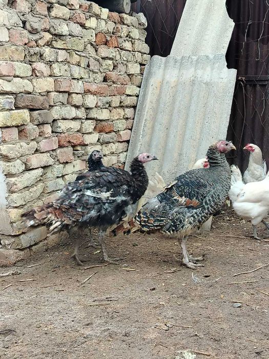 Жас индюктер сатылады