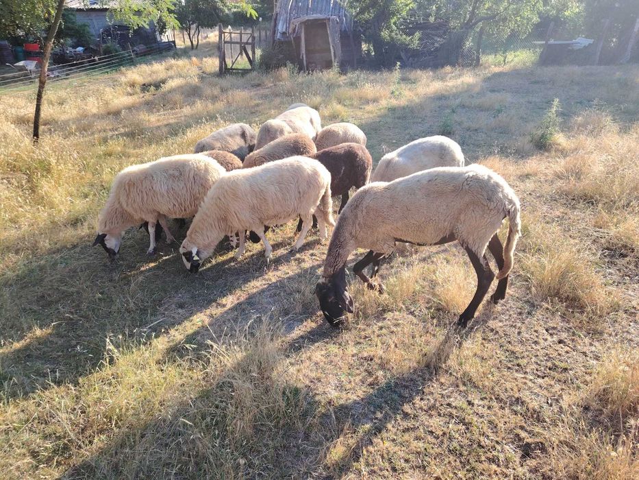 De vanzare 7 oi carabase si 3 oi romanesti