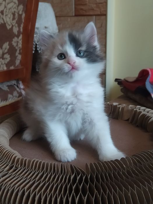 Сибирские котята