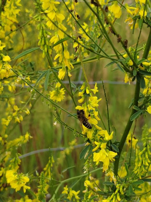 Мёд донник жёлтый