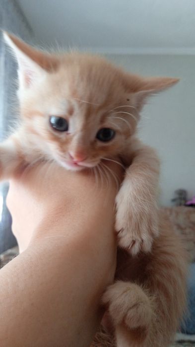 Отдам котят в добрые руки 1 месяц