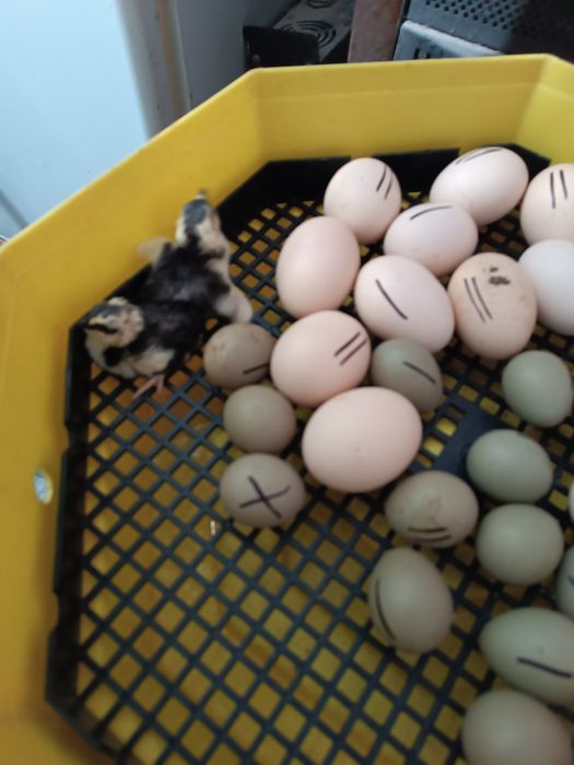 Oua de fazan tenebros