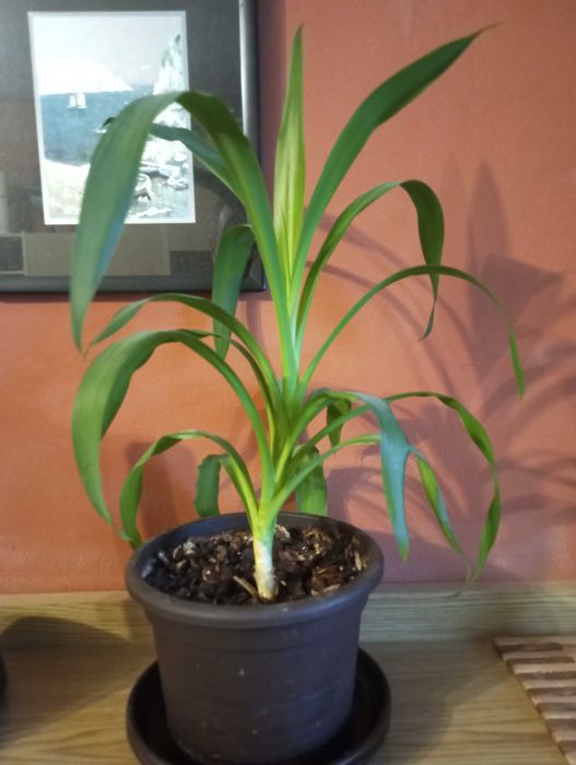 Yucca tanar in ghiveci