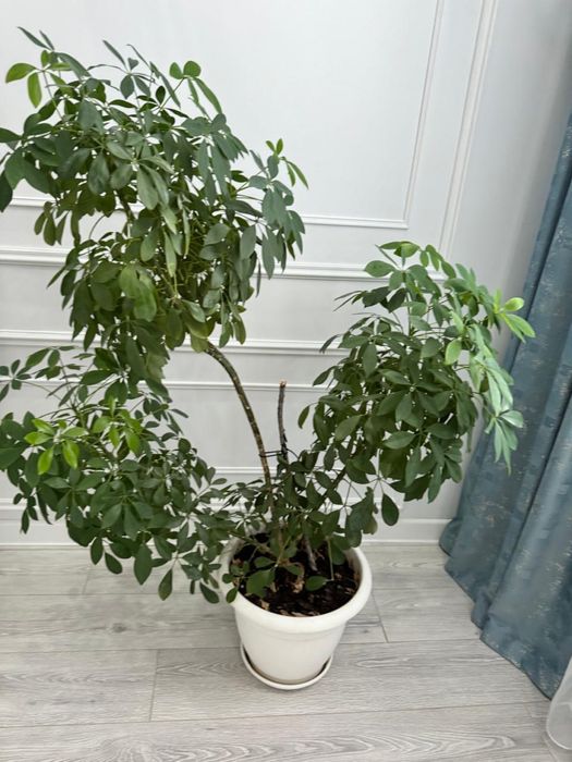 комнатные растения 4шт