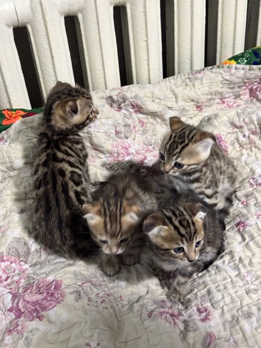 Бенгальская кошка