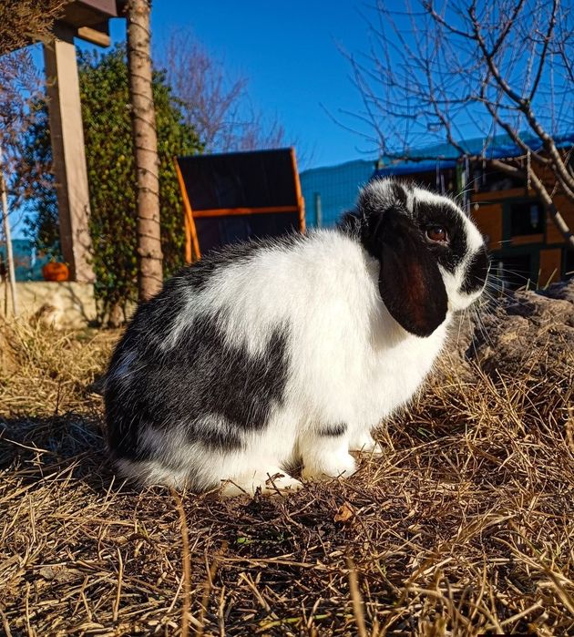 Iepurași Holland Lop/Berbec pitic
