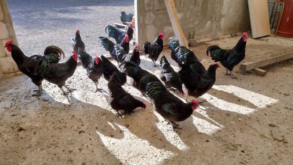 Vand  cocosi tineret Australorp negru mai 2025