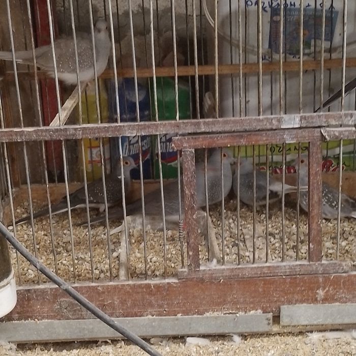 диамантени гугутки