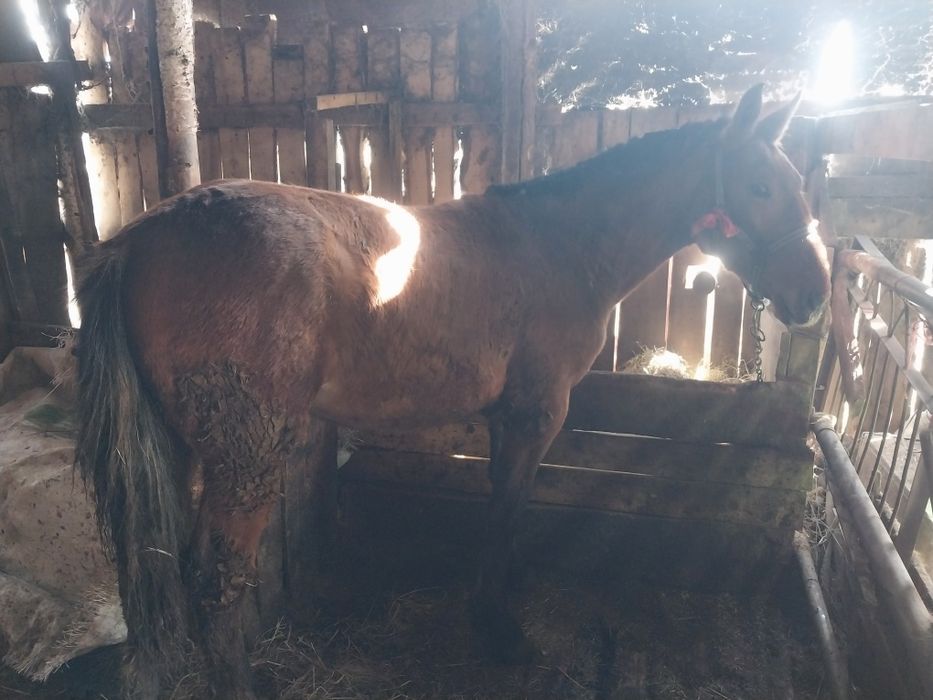 Продам жеребчика полтарашку