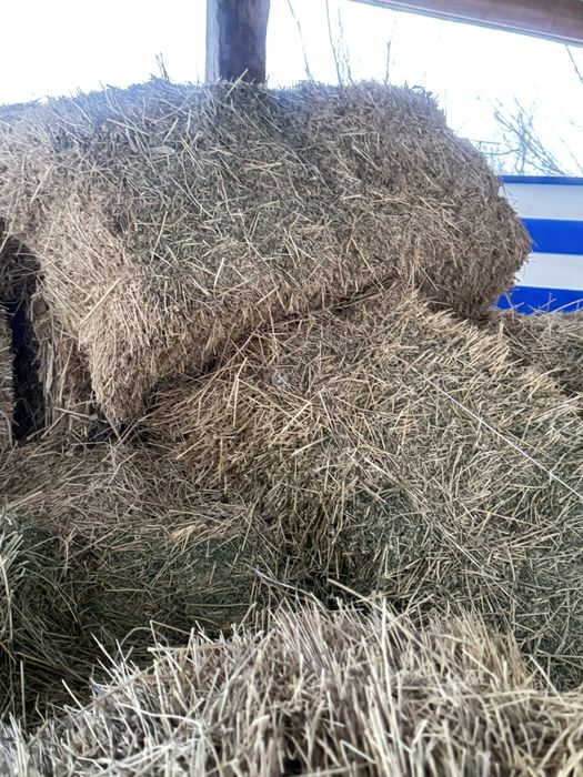 Шөп сатылады пішен және жоңышқа