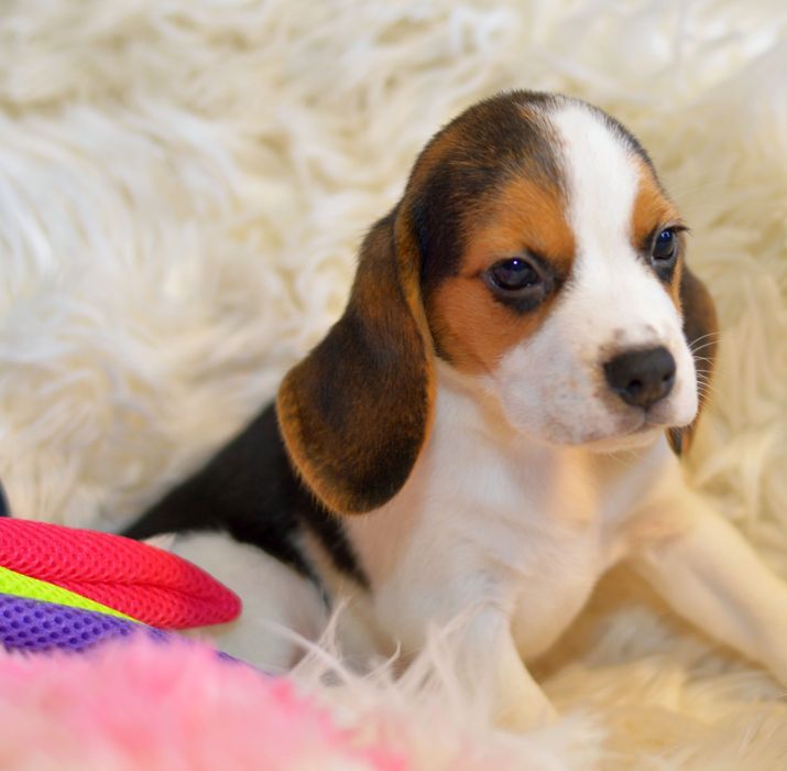 Pui beagle tricolori