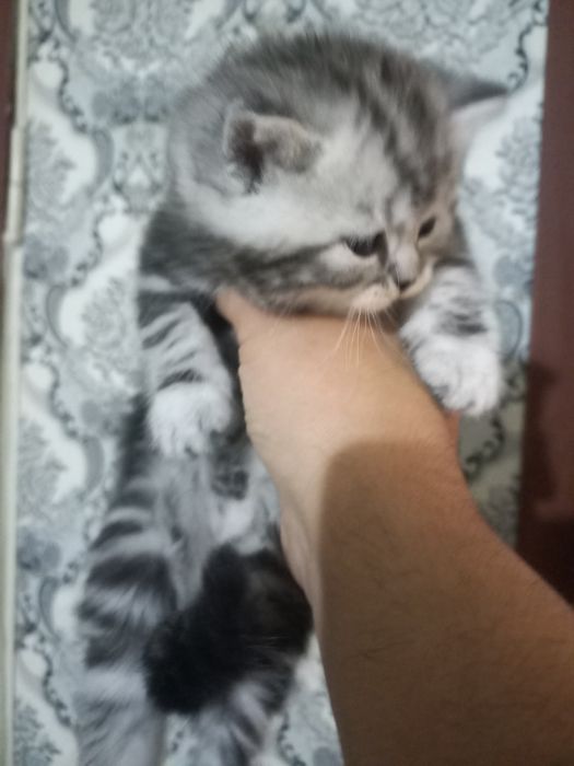 Продам котят шотландцев