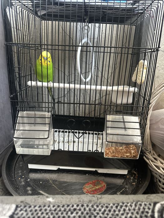 Toti qush qafasi bilan