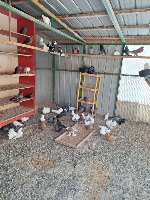 Продаём голубей и канарееек