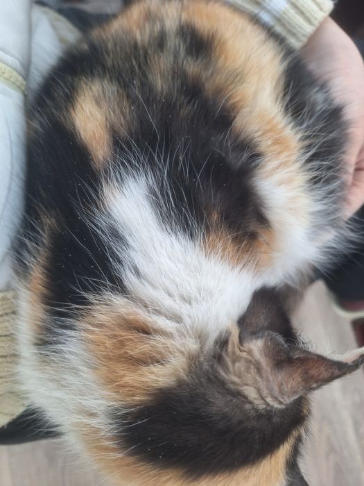 Кошечка ласковая красивая