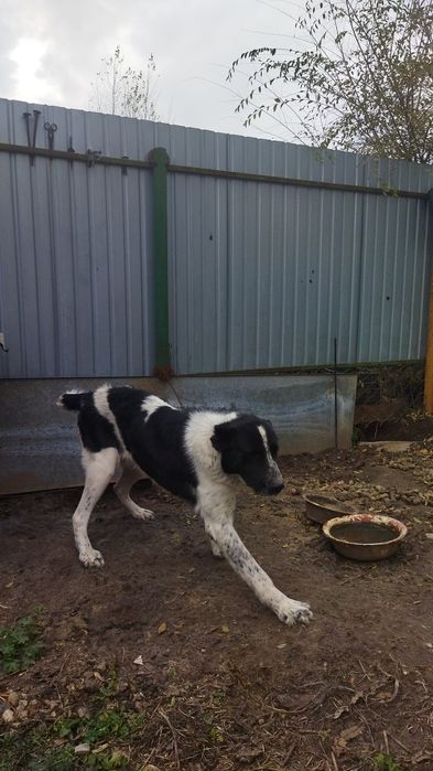 Отдам в добрые руки