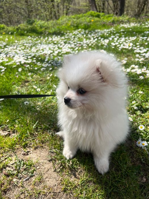 Cățeluș pomeranian