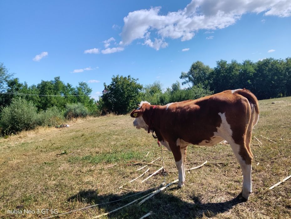 cînd vițică mai multe detalii la telefon