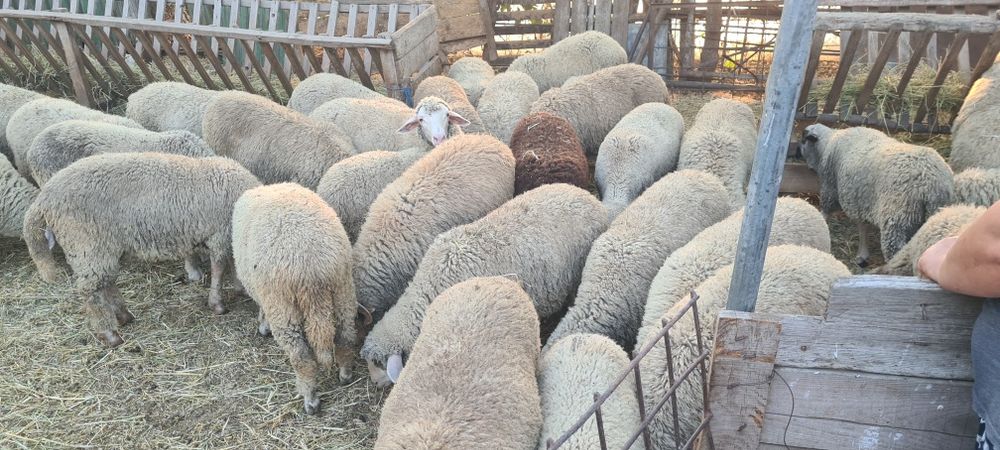 Vând miei crescuți acasa,pe stabulatie