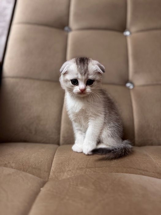 Срочно продается серебристая шиншила