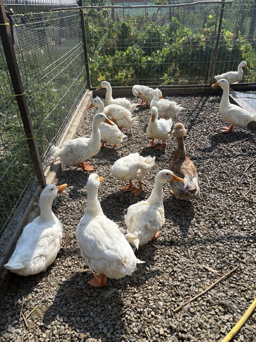 Disponibile rate pekin de carne